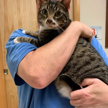 Saint Thomas Veterinary Center 4