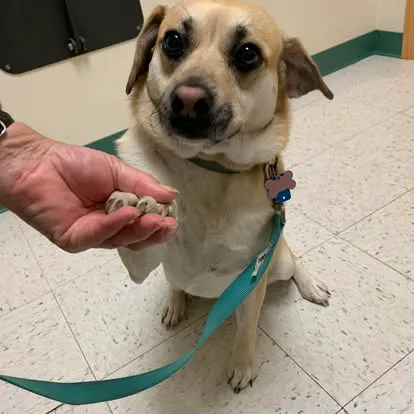 Saint Thomas Veterinary Center 9
