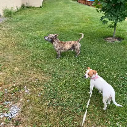 Saint Thomas Veterinary Center 1