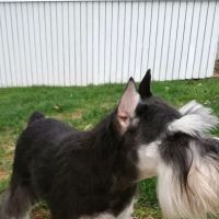 First State Veterinary Clinic ico