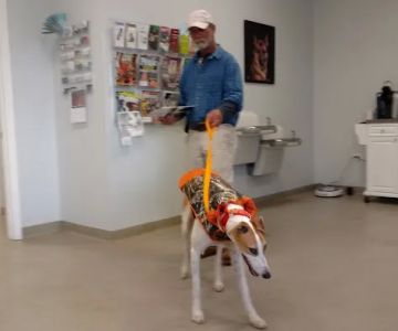 Western Sussex Animal Hospital, Inc.