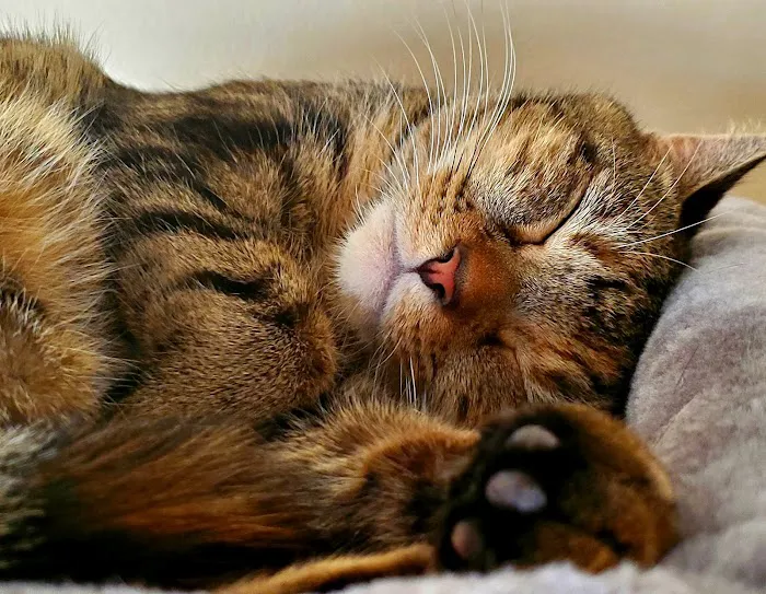 Forrest Avenue Animal Hospital 3