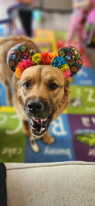 Forrest Avenue Animal Hospital 6