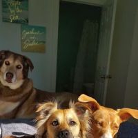Kilmarnock Animal Hospital ico