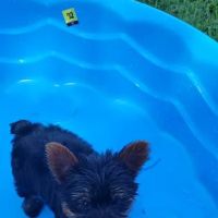 Bayside Animal Hospital ico