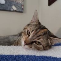 Tri-County Animal Hospital ico