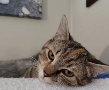 Tri-County Animal Hospital