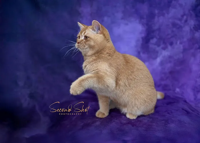 Best of British Cattery 1