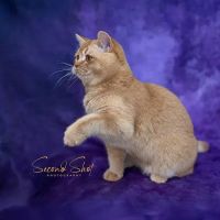 Best of British Cattery ico