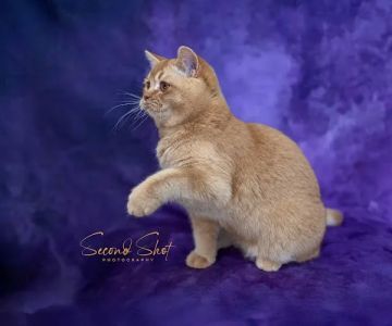 Best of British Cattery