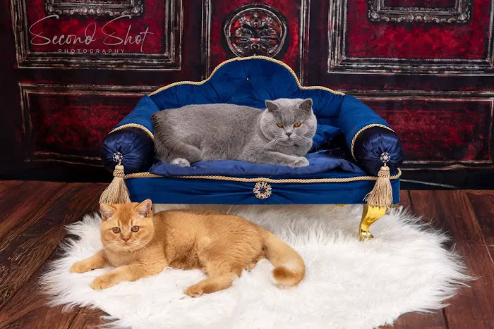 Best of British Cattery 3