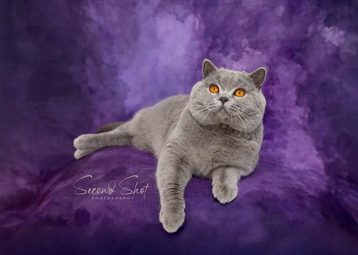 Best of British Cattery 2