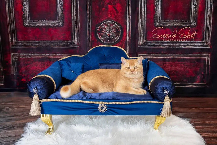 Best of British Cattery 4