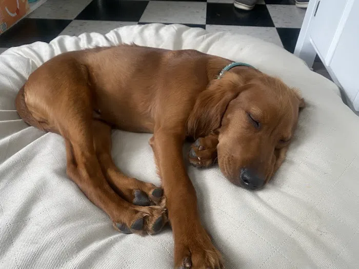 Hartfield Animal Hospital 4