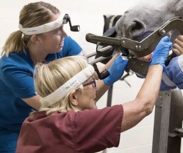 Woodside Equine Clinic