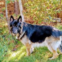 Ashland Veterinary Hospital ico