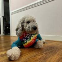Chenault Veterinary Hospital ico