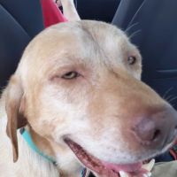 Ashcake Animal Clinic ico