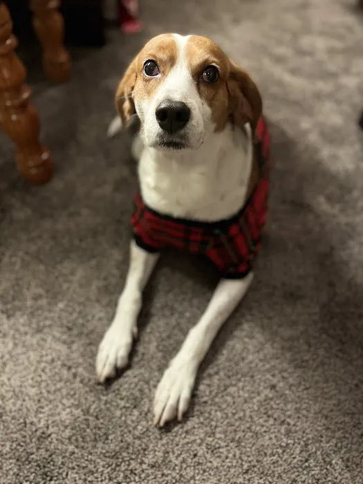 Glen Allen Animal Hospital 5