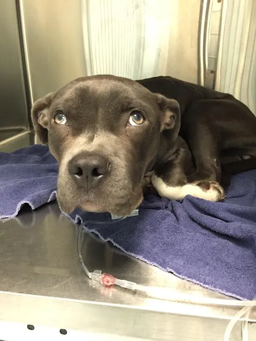 Glen Allen Animal Hospital 6