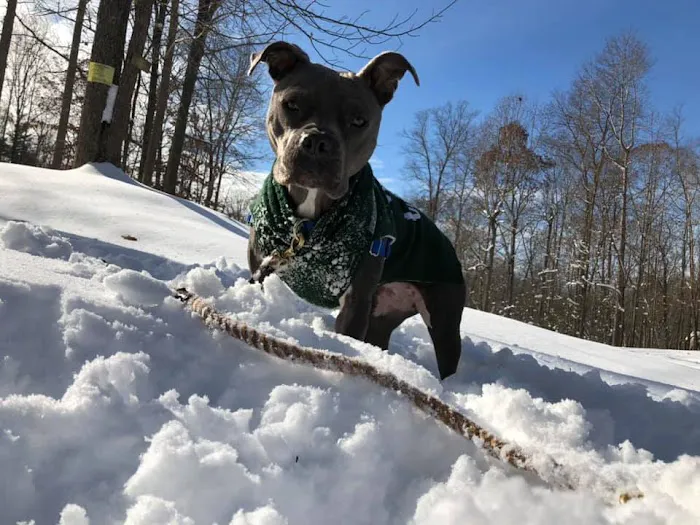 Glen Allen Animal Hospital 4