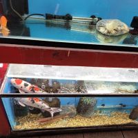 Pet Source 1901 ico