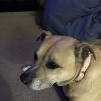 Hanover Animal Hospital ico