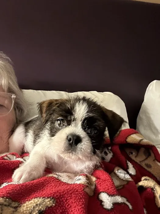 Rutland Animal Hospital 4
