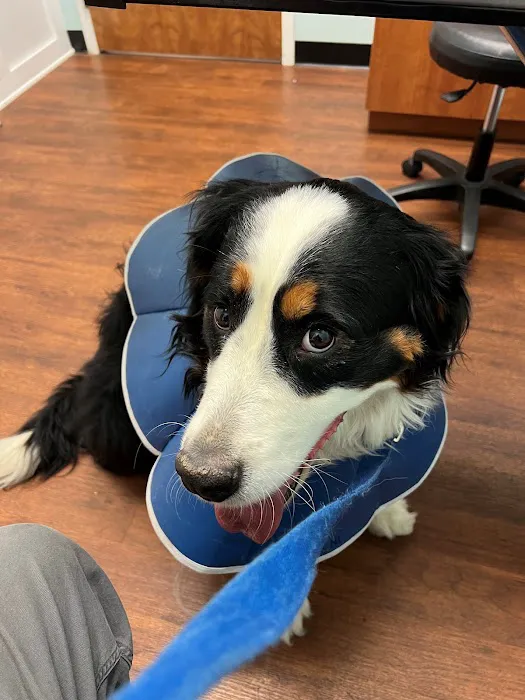 Rutland Animal Hospital 8