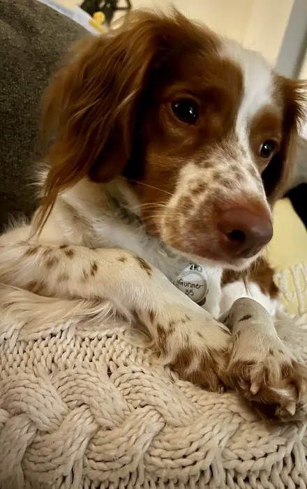 Rutland Animal Hospital 9