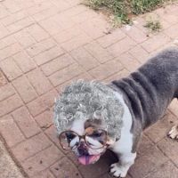 Animal House Veterinary Hospital ico