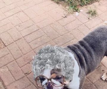 Animal House Veterinary Hospital