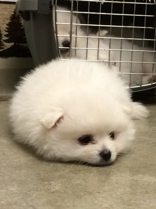 Golden Corner Veterinary Hospital 10