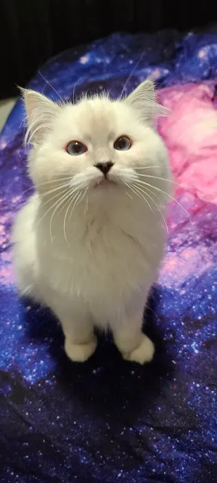 Riterags Ragdolls 1