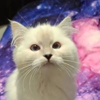 Riterags Ragdolls ico