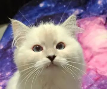 Riterags Ragdolls