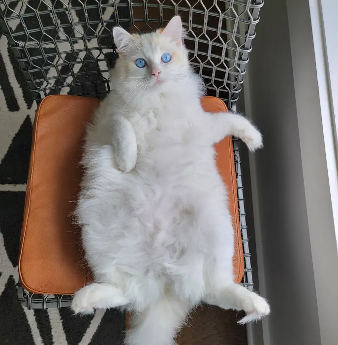 Riterags Ragdolls 8