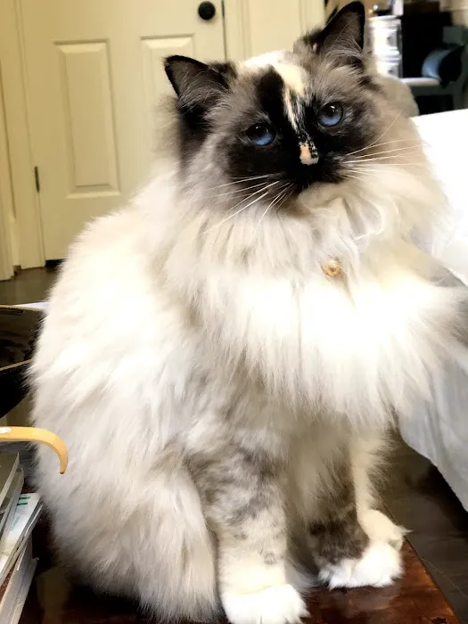 Riterags Ragdolls 4