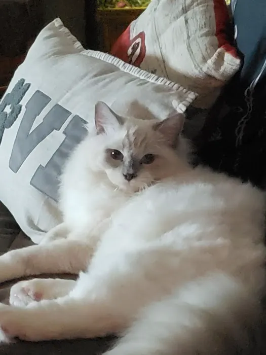 Riterags Ragdolls 2