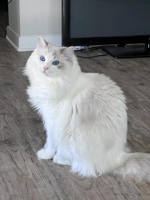 Riterags Ragdolls 5