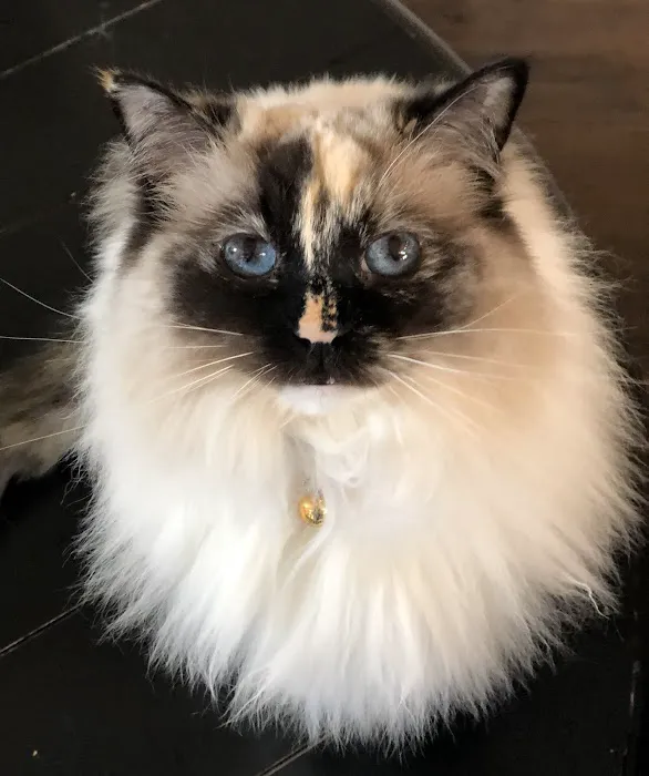 Riterags Ragdolls 6