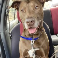 Oconee Veterinary Clinic ico
