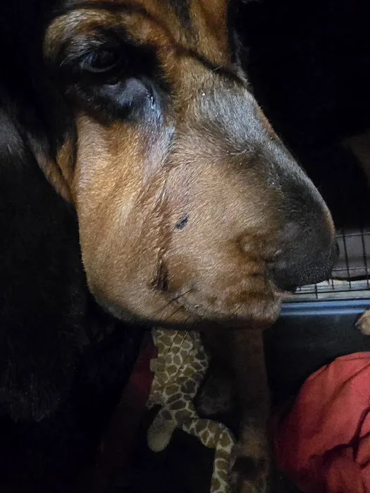 Walhalla Veterinary Clinic: Stroud David P DVM 4