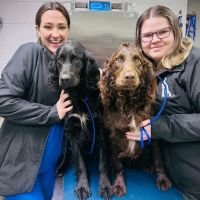 Walhalla Veterinary Hospital ico