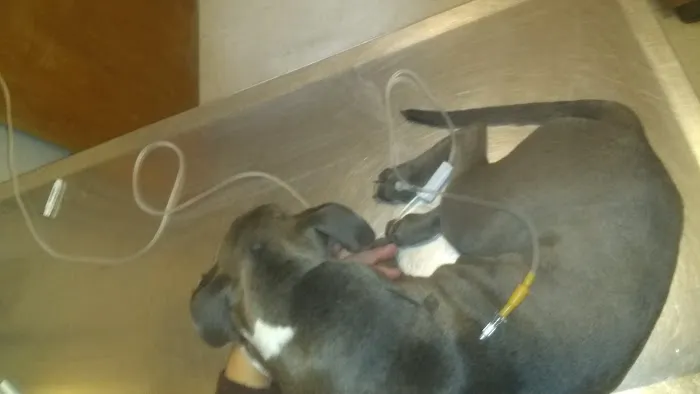 Bowen Animal Hospital 1