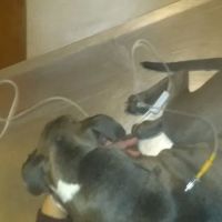 Bowen Animal Hospital ico
