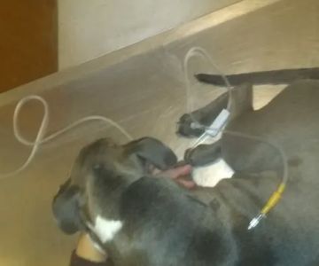 Bowen Animal Hospital