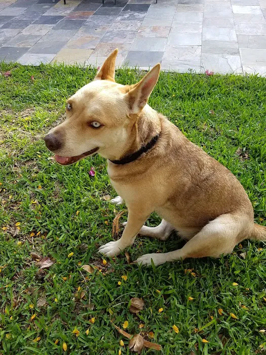 Faithful Hearts Mobile Veterinary Services - End-Of-Life Care 8