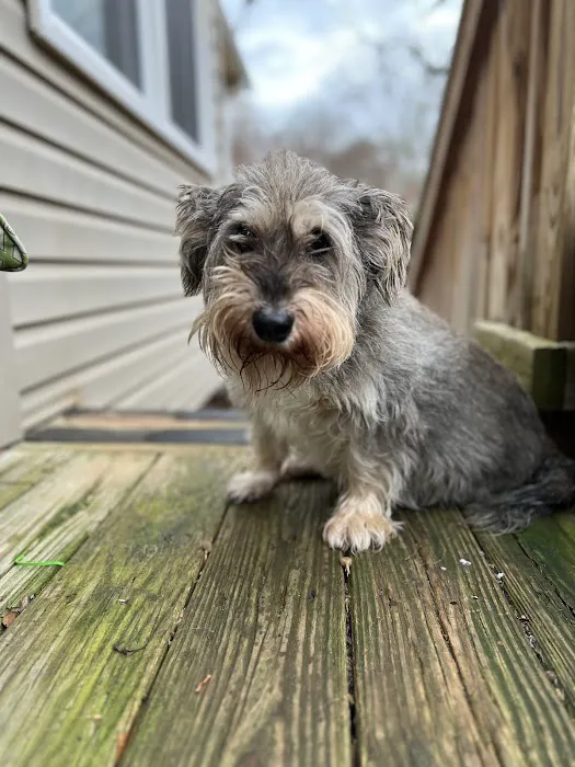 Faithful Hearts Mobile Veterinary Services - End-Of-Life Care 5