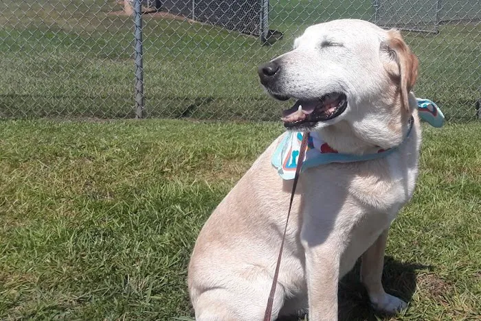 Faithful Hearts Mobile Veterinary Services - End-Of-Life Care 2